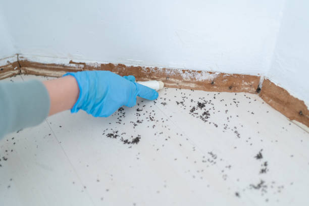 Flea Control Services in Felton, CA